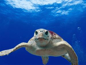 6 érdekes tény a teknősökről